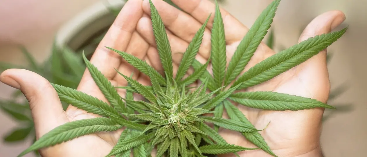 «Il Dl Sicurezza non vieta la coltivazione di Cannabis light», il Governo risponde alle Regioni\n