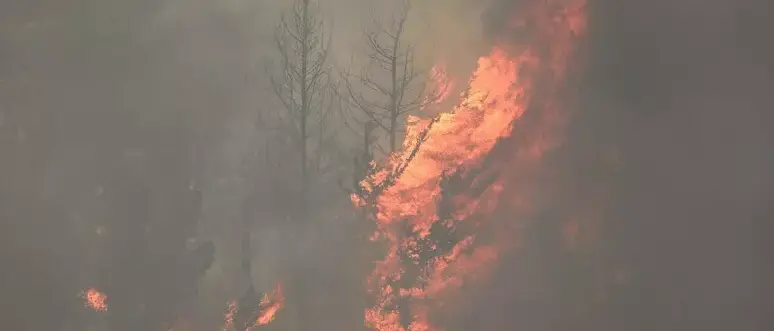Incendi vicino a Gerusalemme, dichiarata emergenza nazionale: Hamas incita a colpire qualsiasi cosa\n