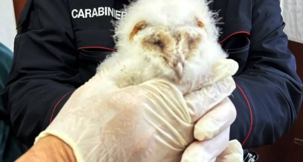Amaroni, giovane barbagianni ferito salvato dai carabinieri: sarà curato dal Cras di Catanzaro\n