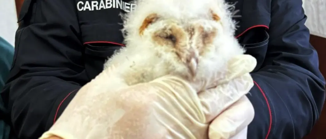 Amaroni, giovane barbagianni ferito salvato dai carabinieri: sarà curato dal Cras di Catanzaro\n