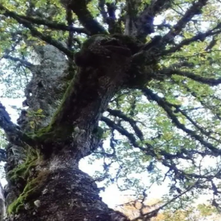 Ambiente, il Geoparco Aspromonte viene confermato nell’Unesco Global Geoparks\n