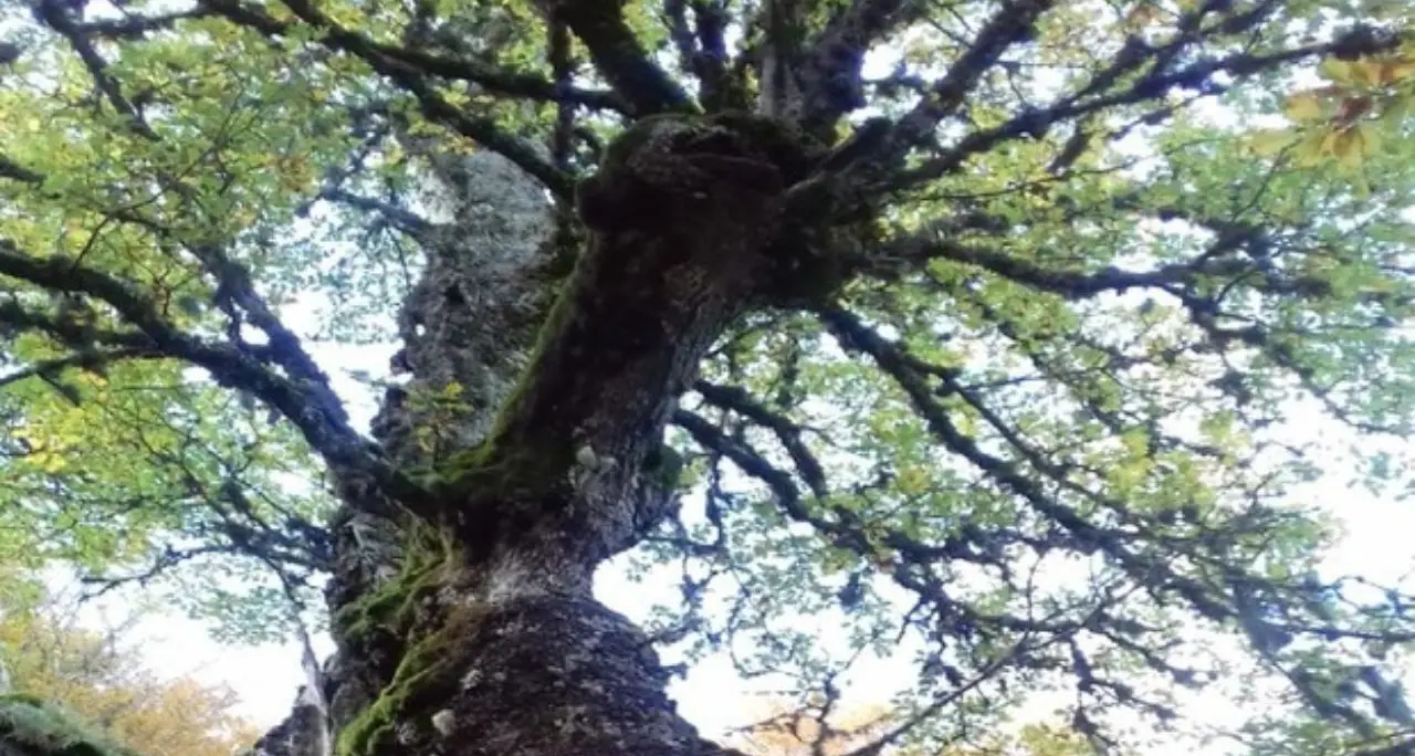 Ambiente, il Geoparco Aspromonte viene confermato nell’Unesco Global Geoparks\n