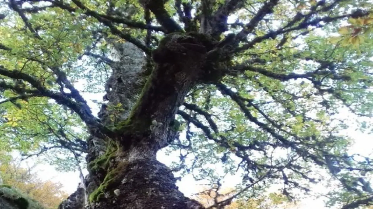 Ambiente, il Geoparco Aspromonte viene confermato nell’Unesco Global Geoparks\n