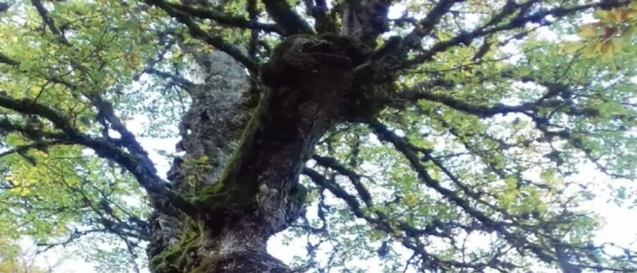 Ambiente, il Geoparco Aspromonte viene confermato nell’Unesco Global Geoparks\n