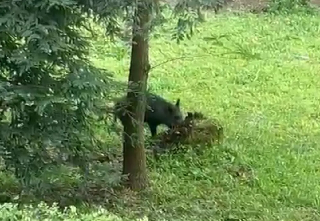 Cinghiali a spasso nel centro di Vibo Valentia