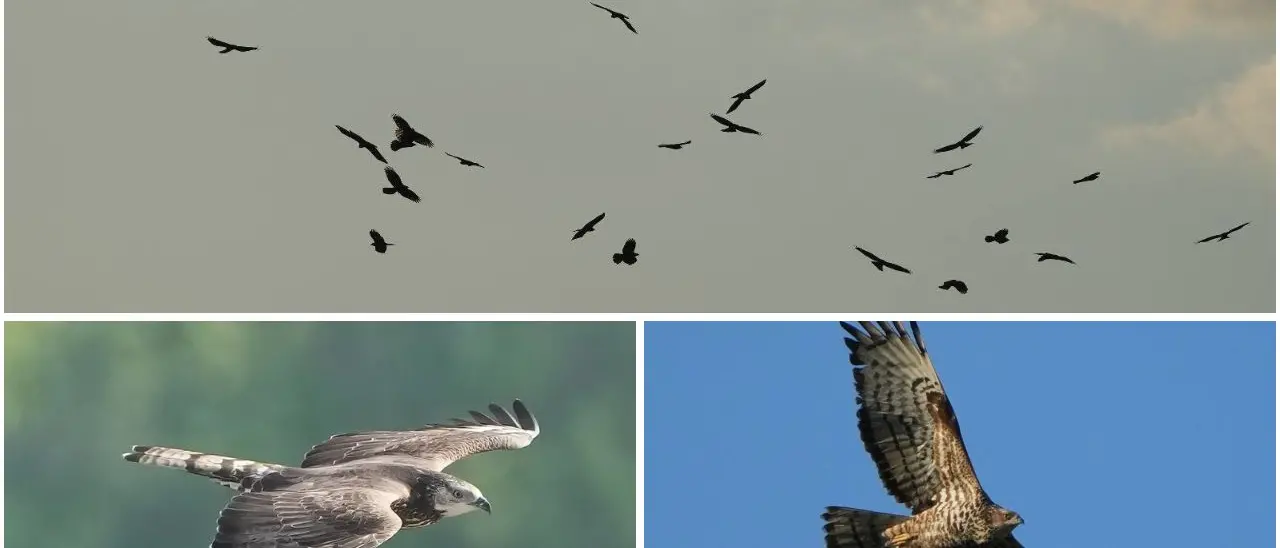 Tiriolo crocevia dei cieli: oltre 5000 pecchiaioli in migrazione sorvolano la Calabria\n