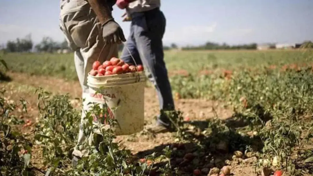 Al via Su.Pr.Eme.2: più diritti e tutele per i braccianti migranti del Sud\n
