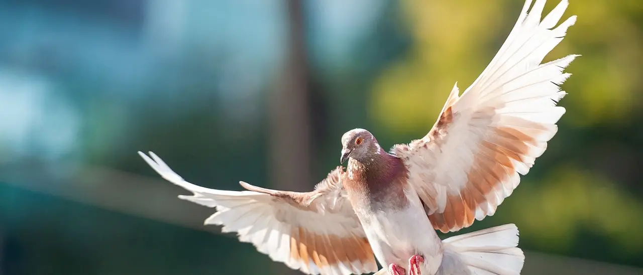 Il prezzo di un'idea malintesa di libertà\n