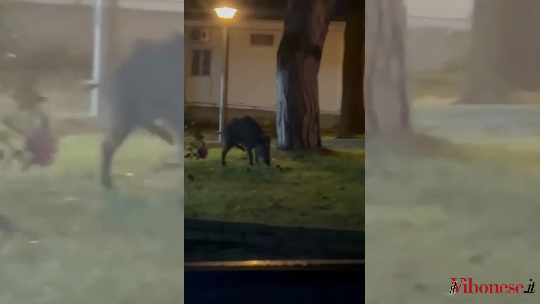 Cinghiali a spasso nell’area dell’ospedale di Vibo