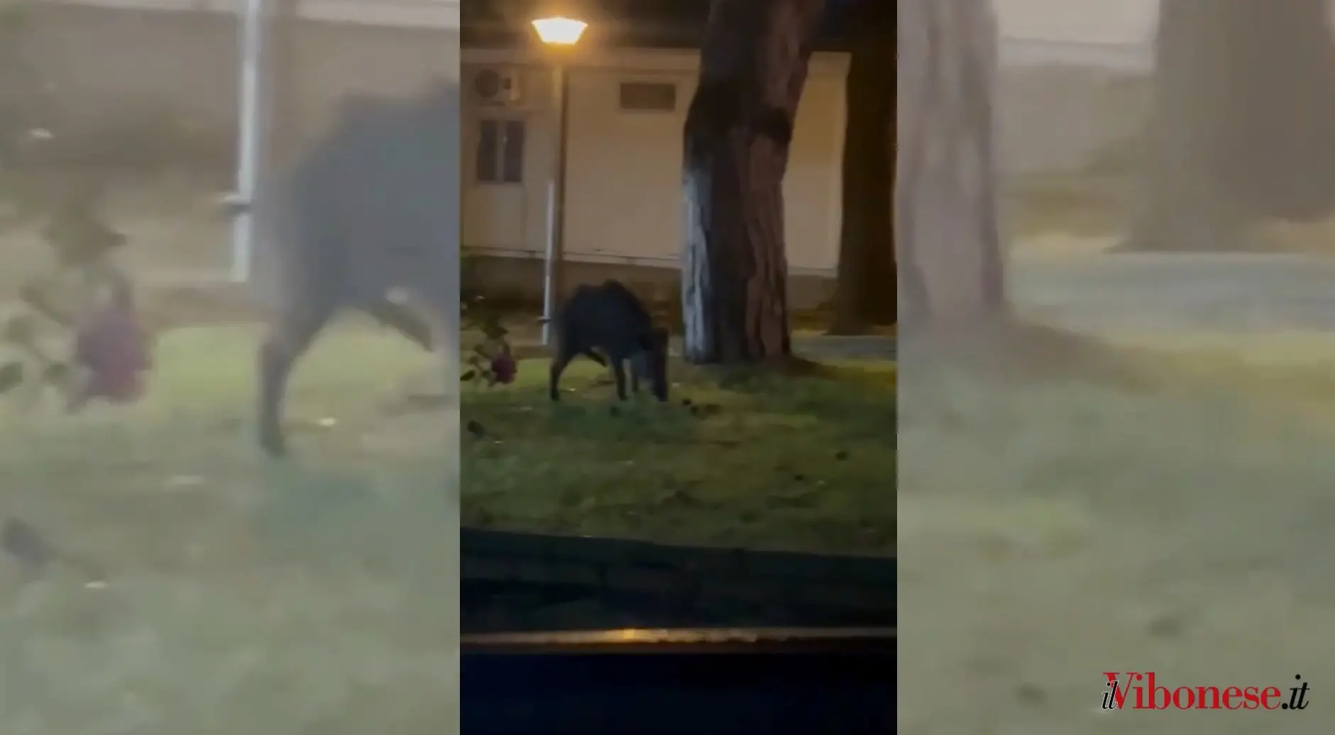 Cinghiali a spasso nell’area dell’ospedale di Vibo