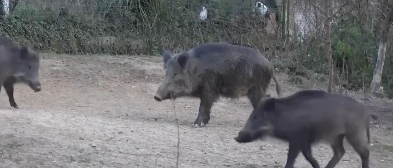 Valle del Crati\u00A0sempre più habitat\u00A0per i cinghiali: «Una vera emergenza, i contadini sono in ginocchio»\n