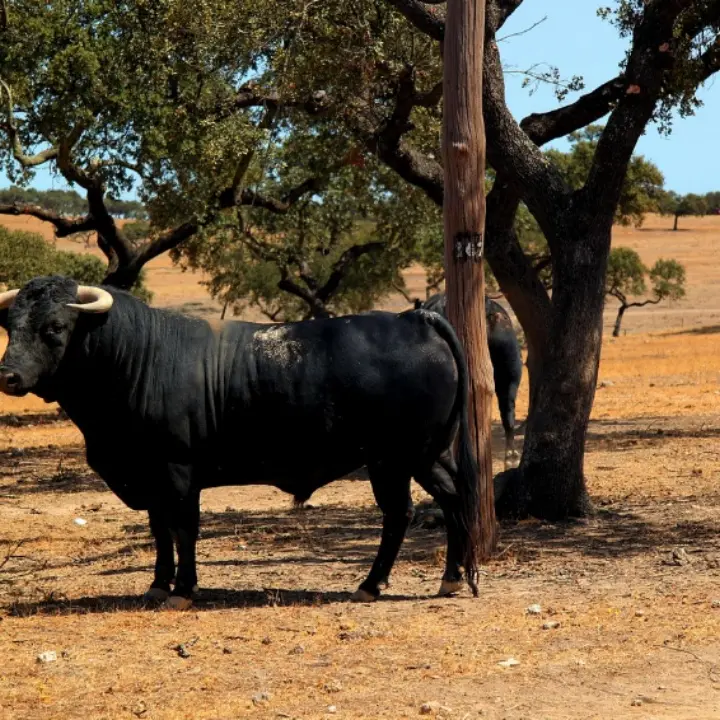 Corigliano-Rossano, pastore colpito da un toro inferocito: trasferito d’urgenza all’ospedale di Cosenza\n