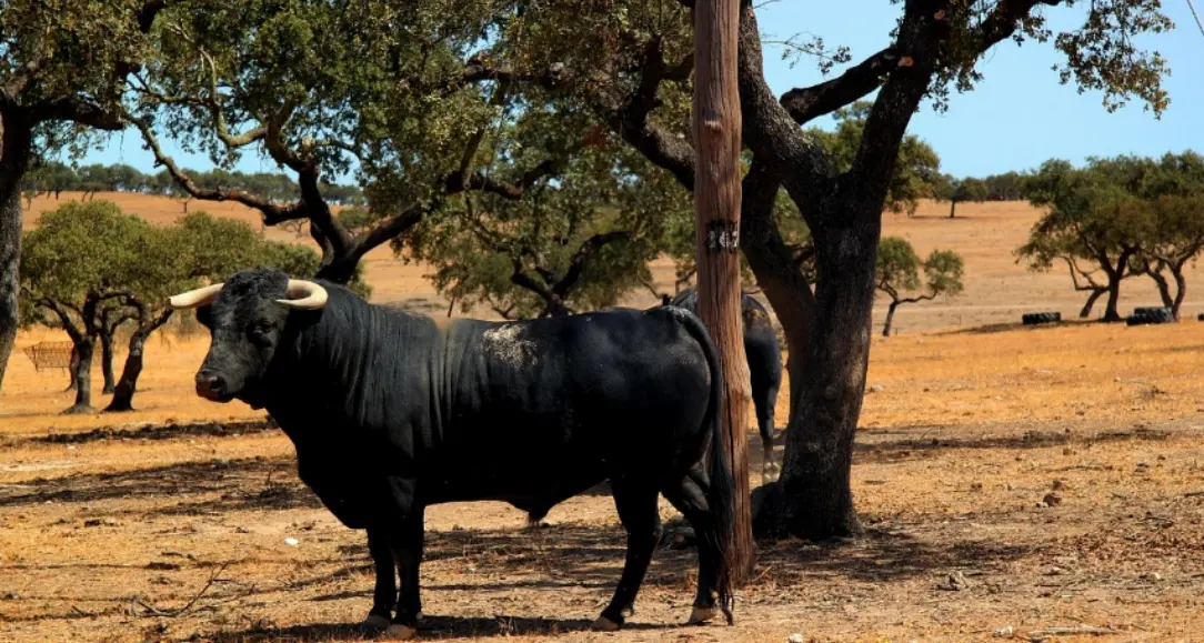 Corigliano-Rossano, pastore colpito da un toro inferocito: trasferito d’urgenza all’ospedale di Cosenza\n