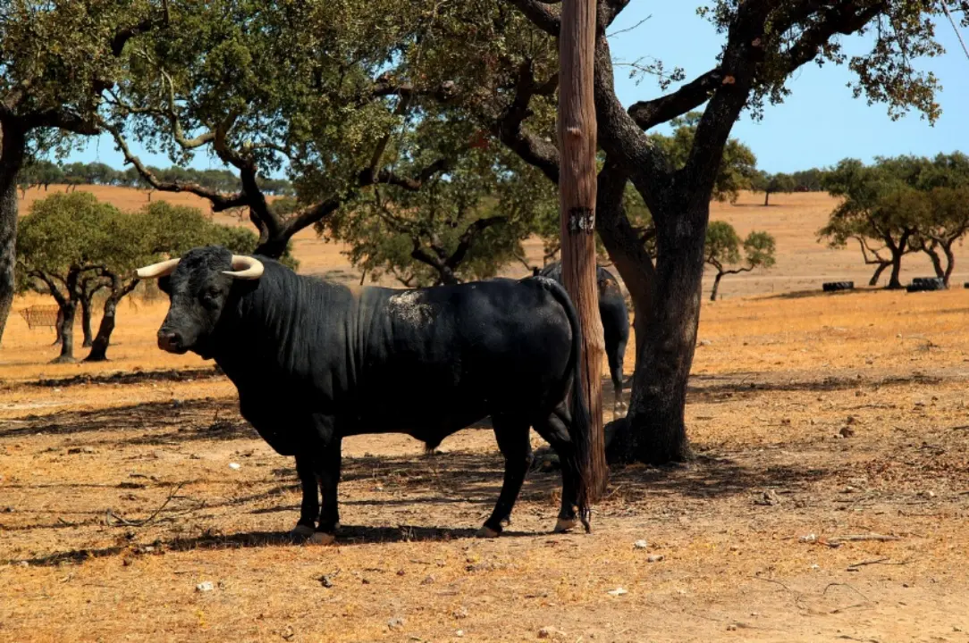 Corigliano-Rossano, pastore colpito da un toro inferocito: trasferito d’urgenza all’ospedale di Cosenza\n