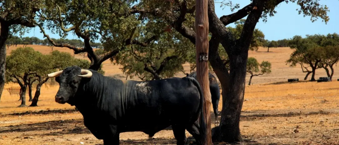 Corigliano-Rossano, pastore colpito da un toro inferocito: trasferito d’urgenza all’ospedale di Cosenza\n
