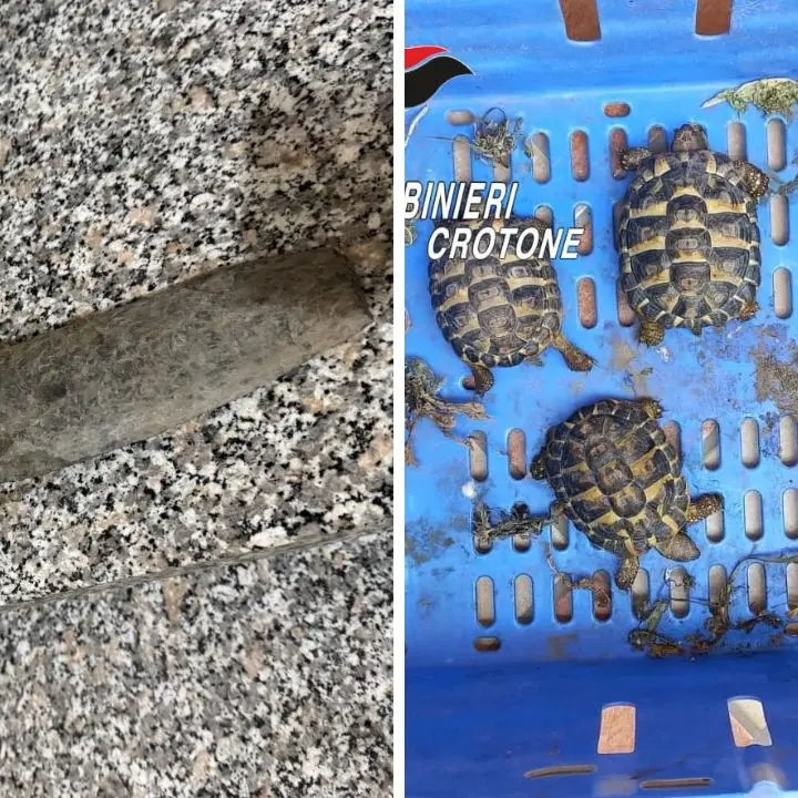 Avevano in casa tartarughe in via d’estinzione e un reperto archeologico: sequestri (e\u00A0denunce) nel Crotonese\n