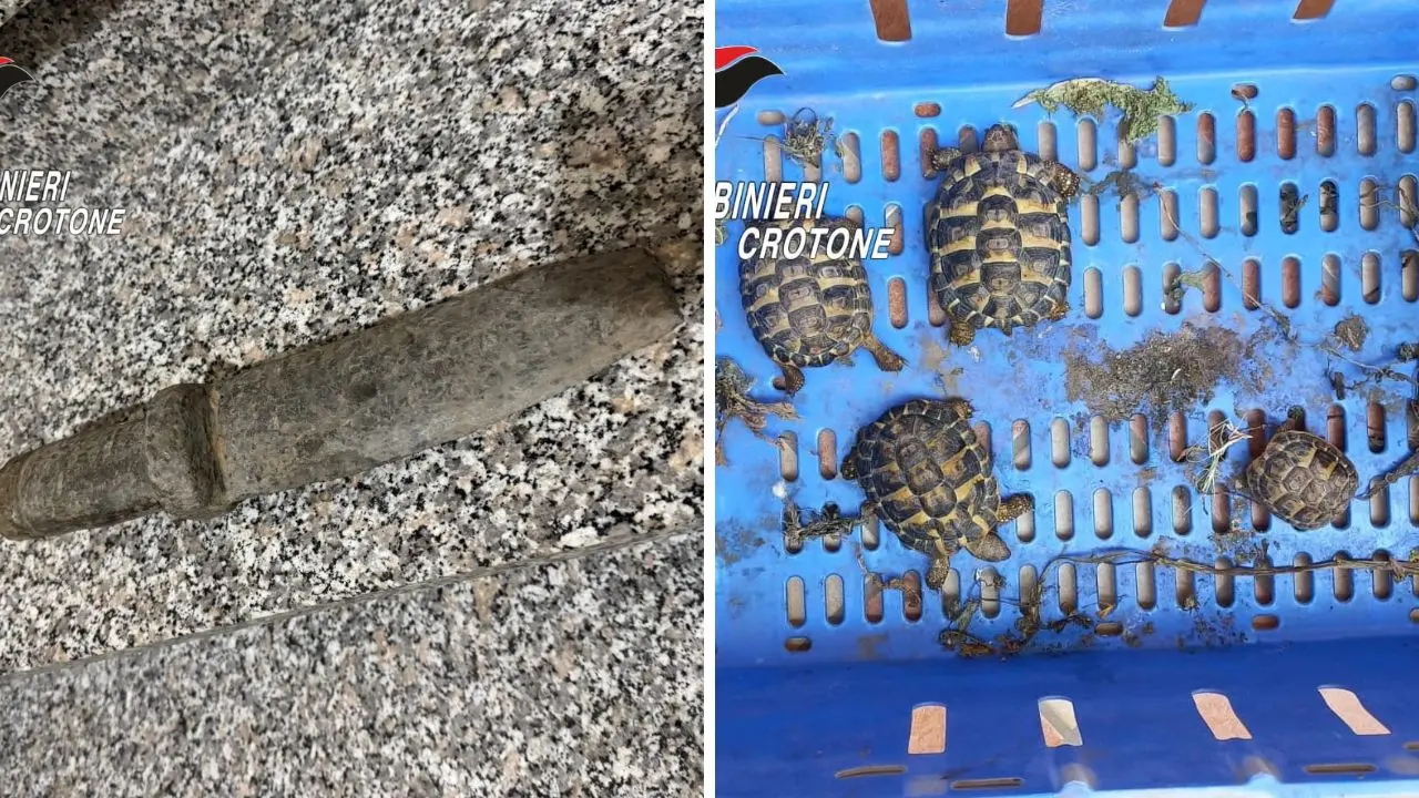 Avevano in casa tartarughe in via d’estinzione e un reperto archeologico: sequestri (e\u00A0denunce) nel Crotonese\n