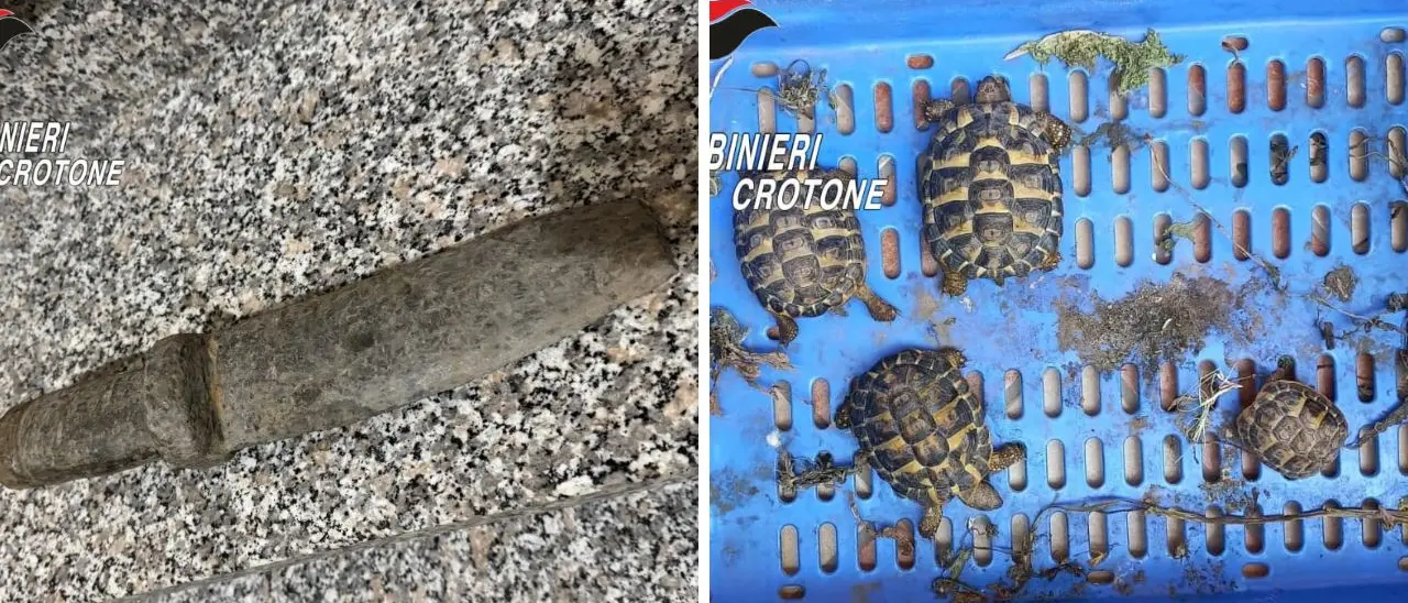 Avevano in casa tartarughe in via d’estinzione e un reperto archeologico: sequestri (e\u00A0denunce) nel Crotonese\n