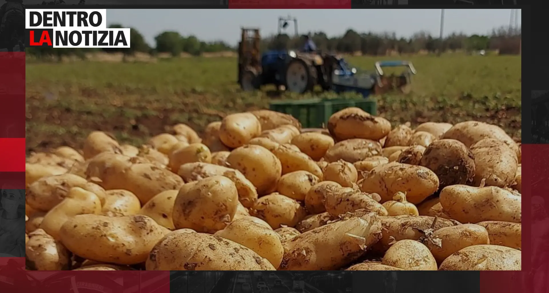 La patata della Sila, sperimentazioni e\u00A0innovazioni: focus oggi a Dentro la notizia\n