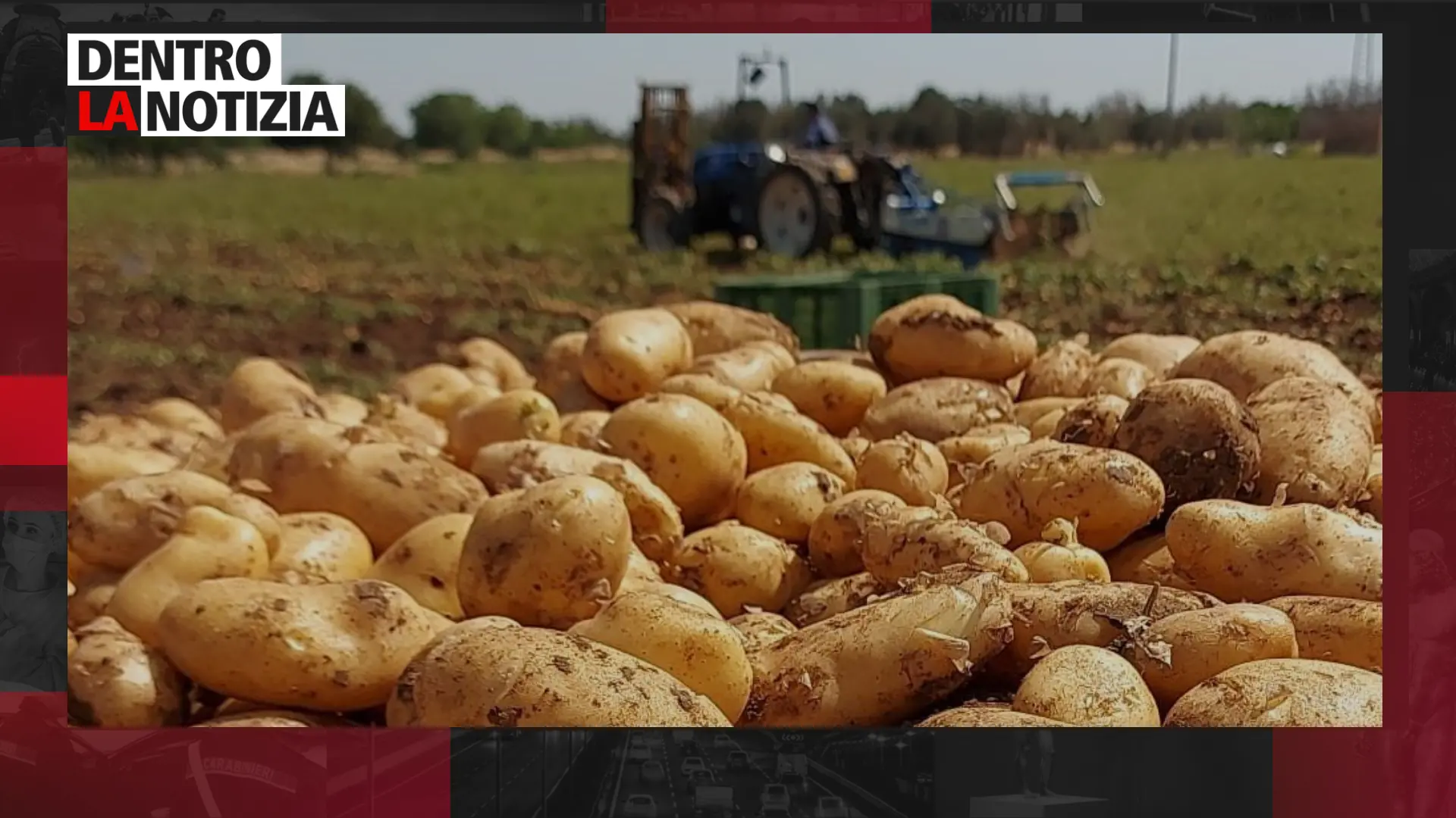 La patata della Sila, sperimentazioni e\u00A0innovazioni: focus oggi a Dentro la notizia\n