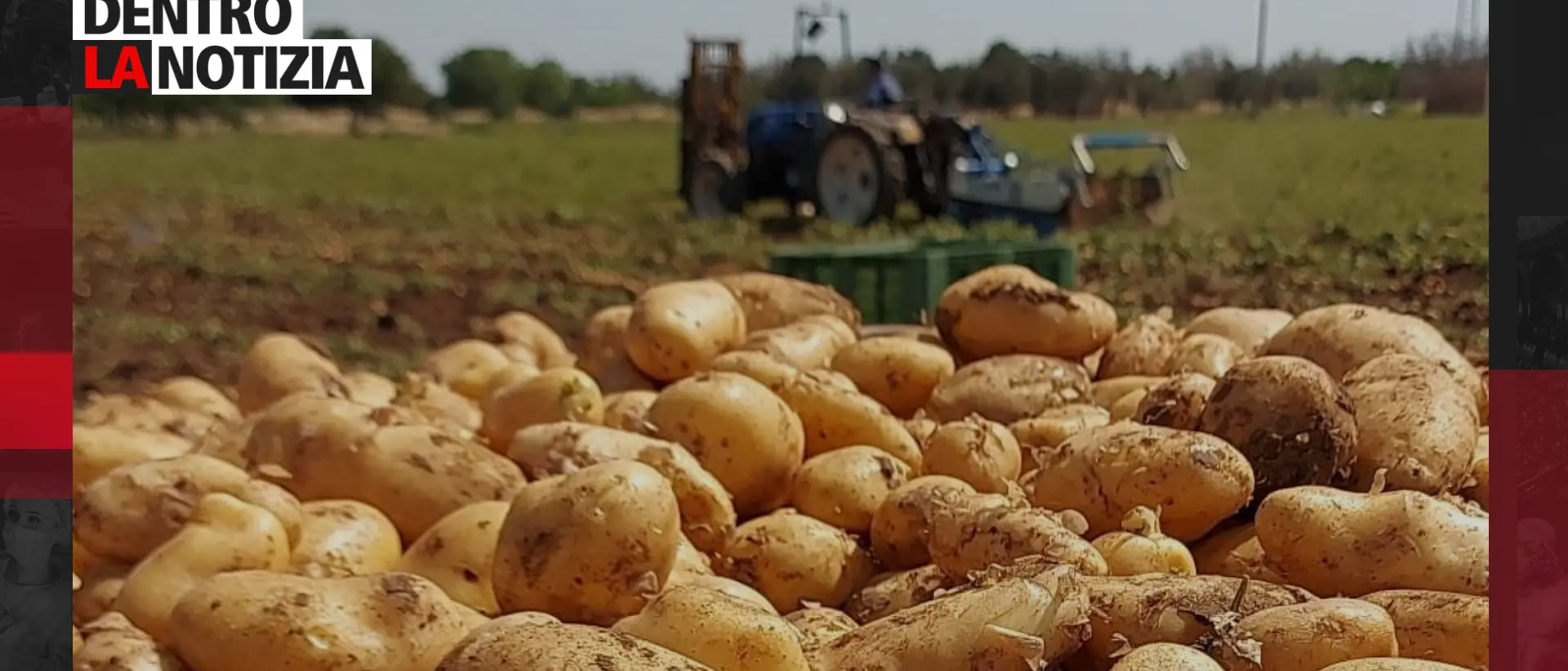 La patata della Sila, sperimentazioni e\u00A0innovazioni: focus oggi a Dentro la notizia\n