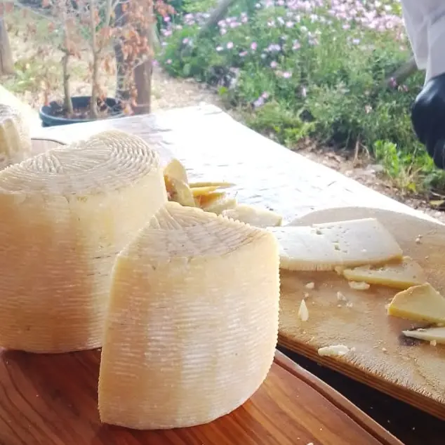 Il Pecorino a latte crudo del Monte Poro rischia di scomparire: «Così proviamo a tenere viva una tradizione centenaria»\n