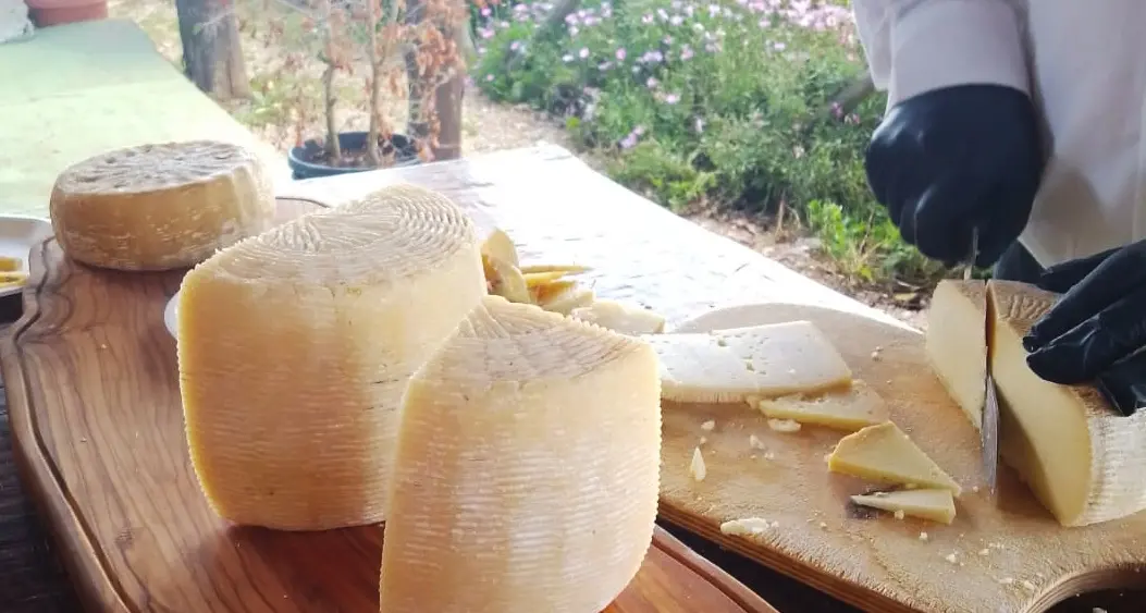 Il Pecorino a latte crudo del Monte Poro rischia di scomparire: «Così proviamo a tenere viva una tradizione centenaria»\n
