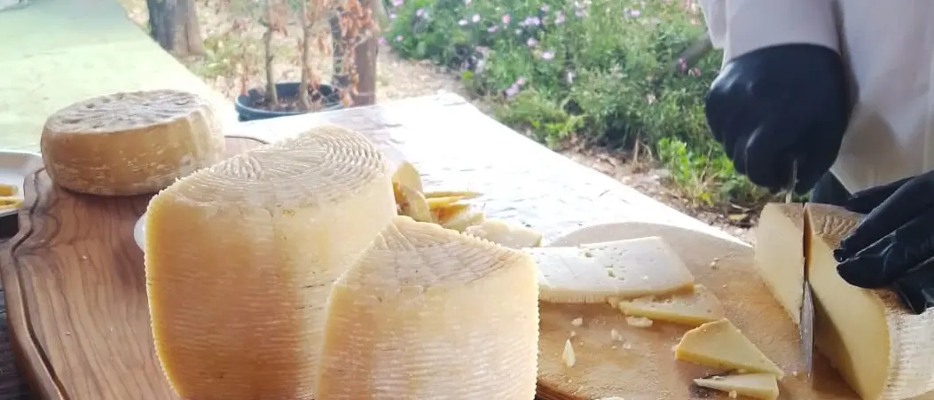 Il Pecorino a latte crudo del Monte Poro rischia di scomparire: «Così proviamo a tenere viva una tradizione centenaria»\n