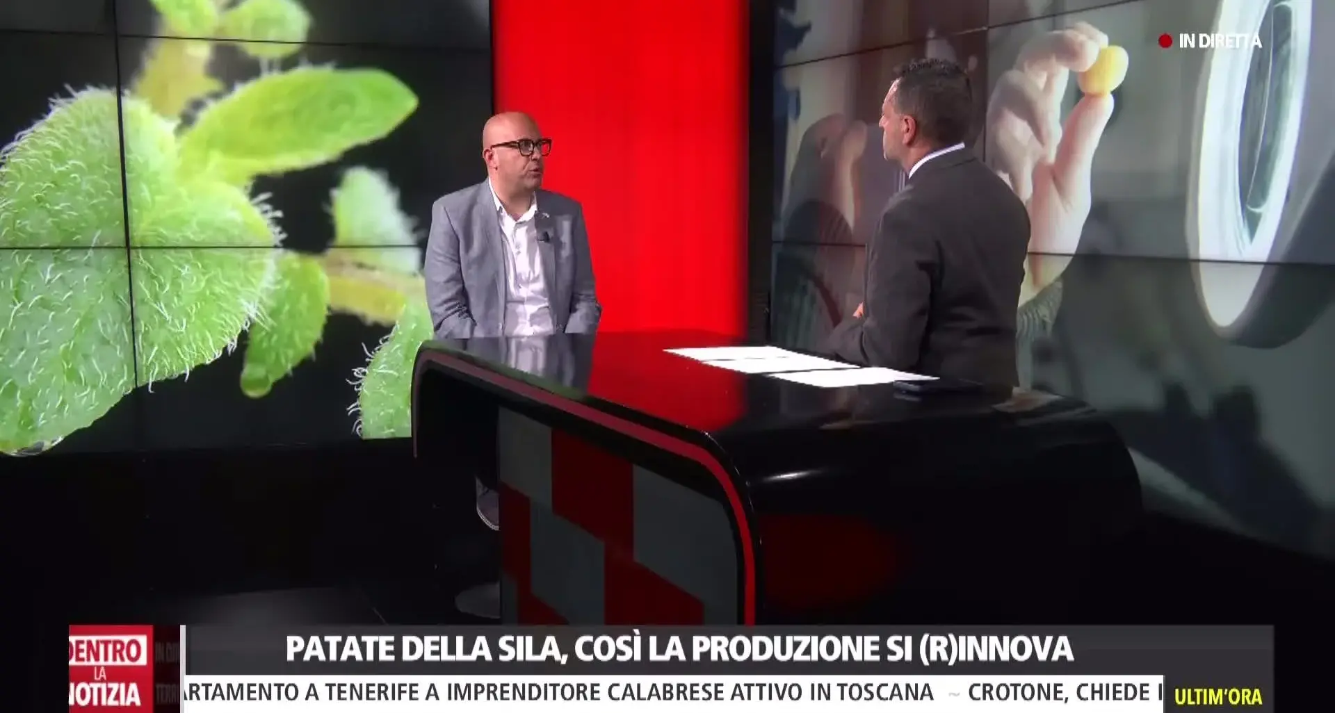Patata della Sila, riprodurre in vitro le piantine per migliorare la qualità: l’innovazione passa dalla Calabria\n