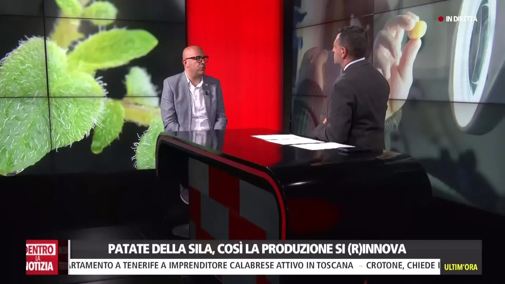 Patata della Sila, riprodurre in vitro le piantine per migliorare la qualità: l’innovazione passa dalla Calabria\n
