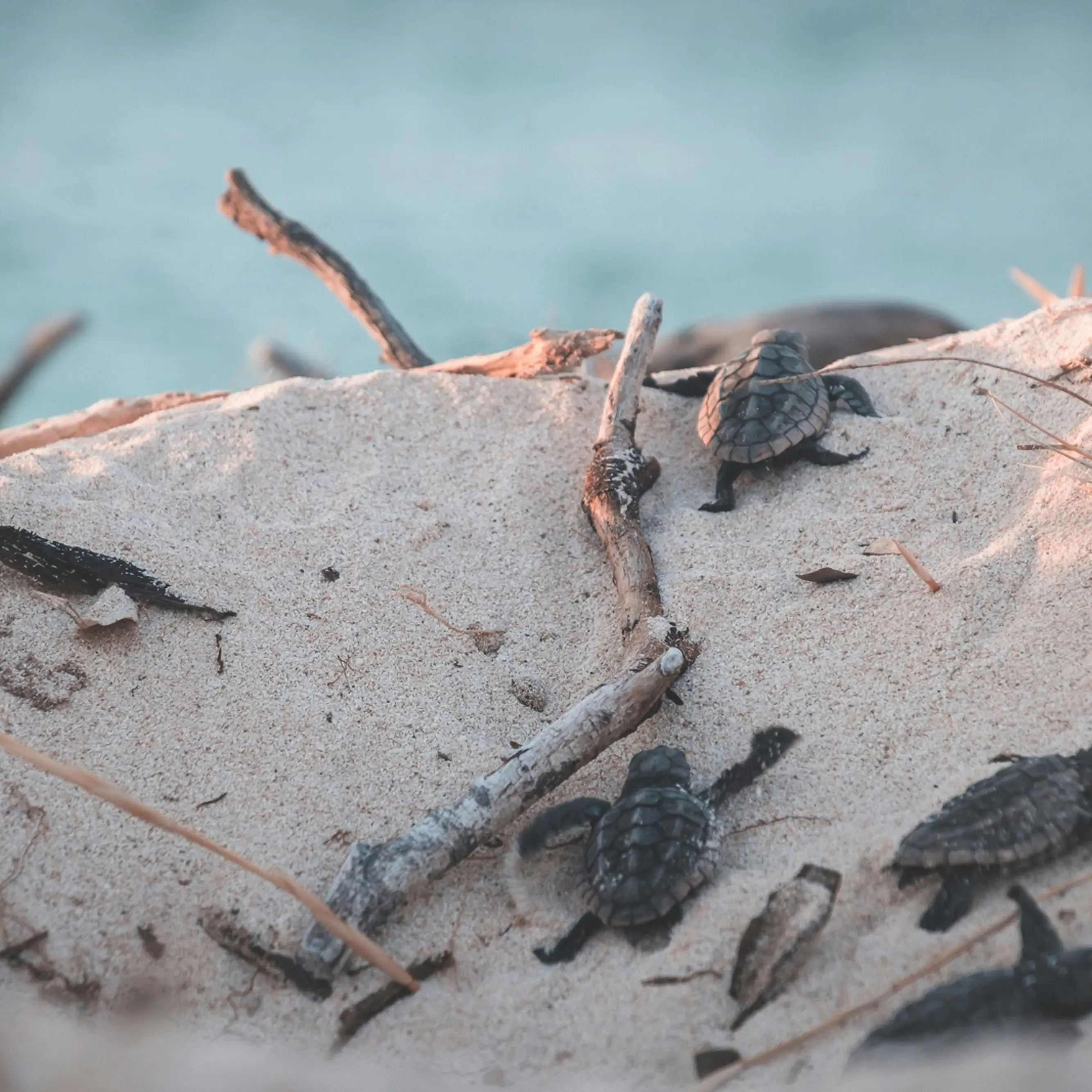Ruspe sulle spiagge calabresi, il Wwf:\u00A0«A rischio la nidificazione di uccelli e tartarughe marine»\u00A0\n