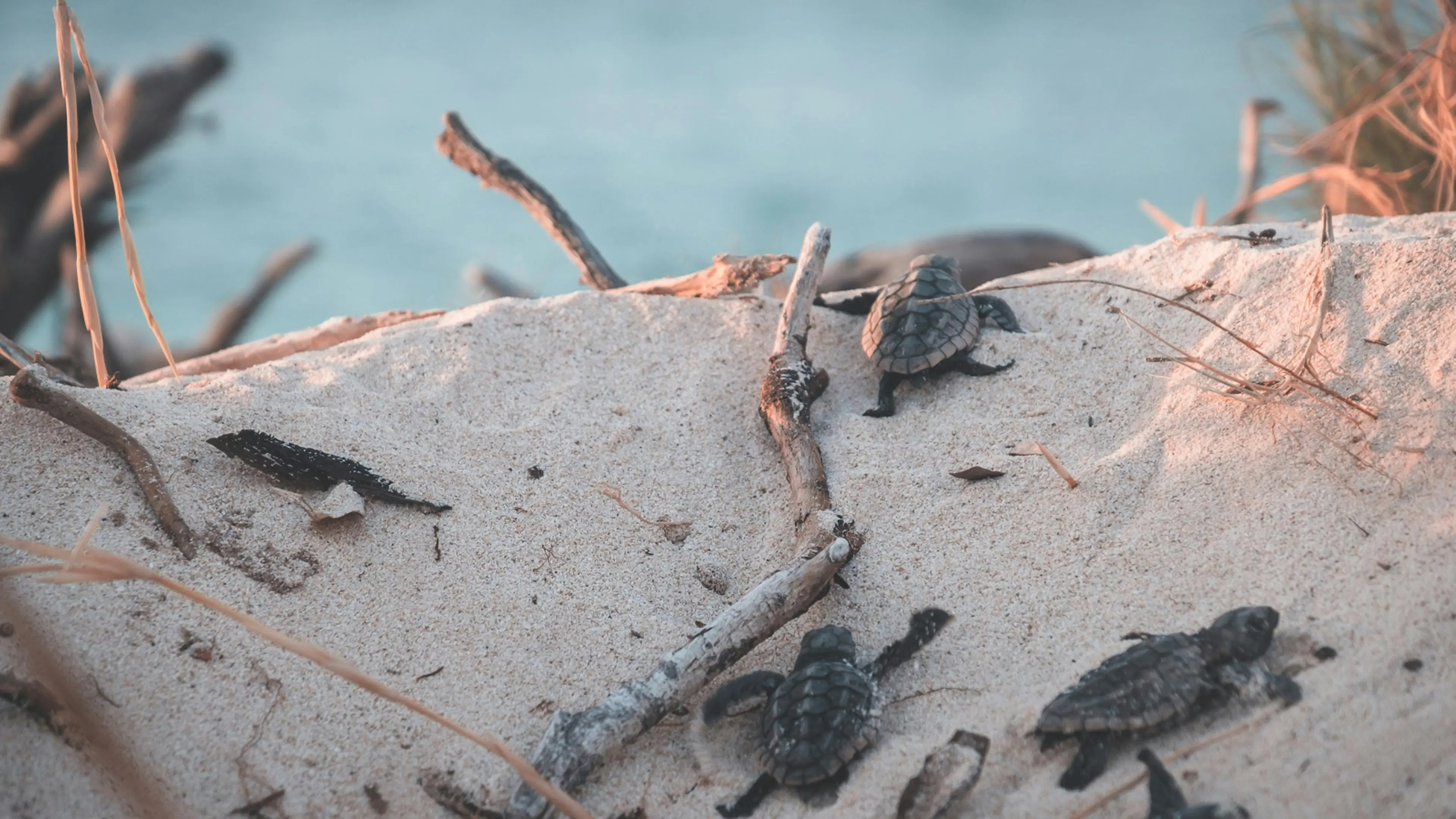 Ruspe sulle spiagge calabresi, il Wwf:\u00A0«A rischio la nidificazione di uccelli e tartarughe marine»\u00A0\n