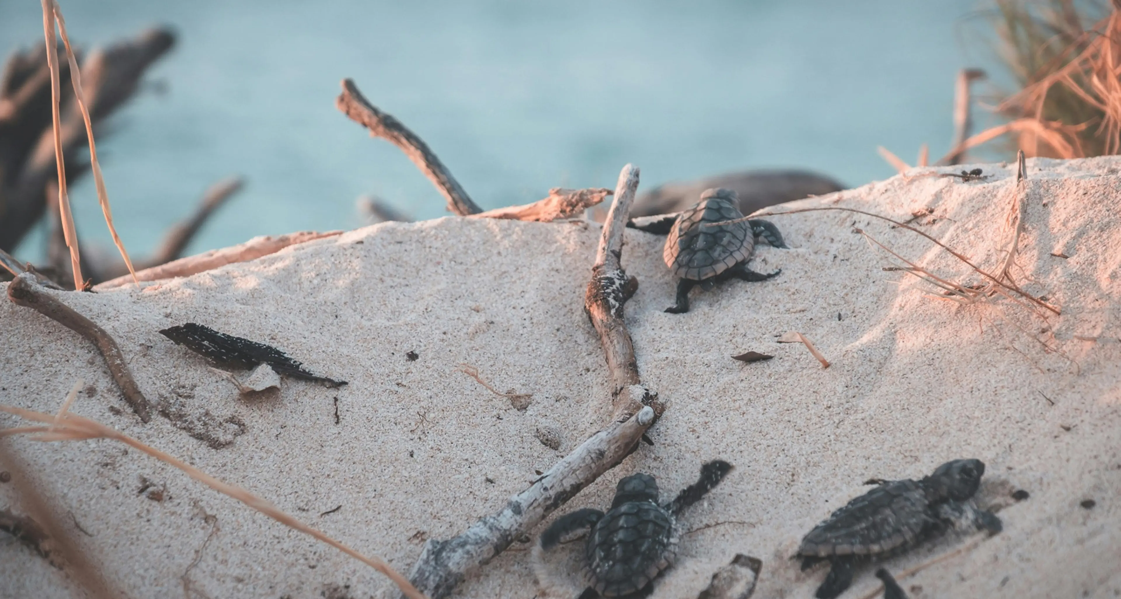 Ruspe sulle spiagge calabresi, il Wwf:\u00A0«A rischio la nidificazione di uccelli e tartarughe marine»\u00A0\n