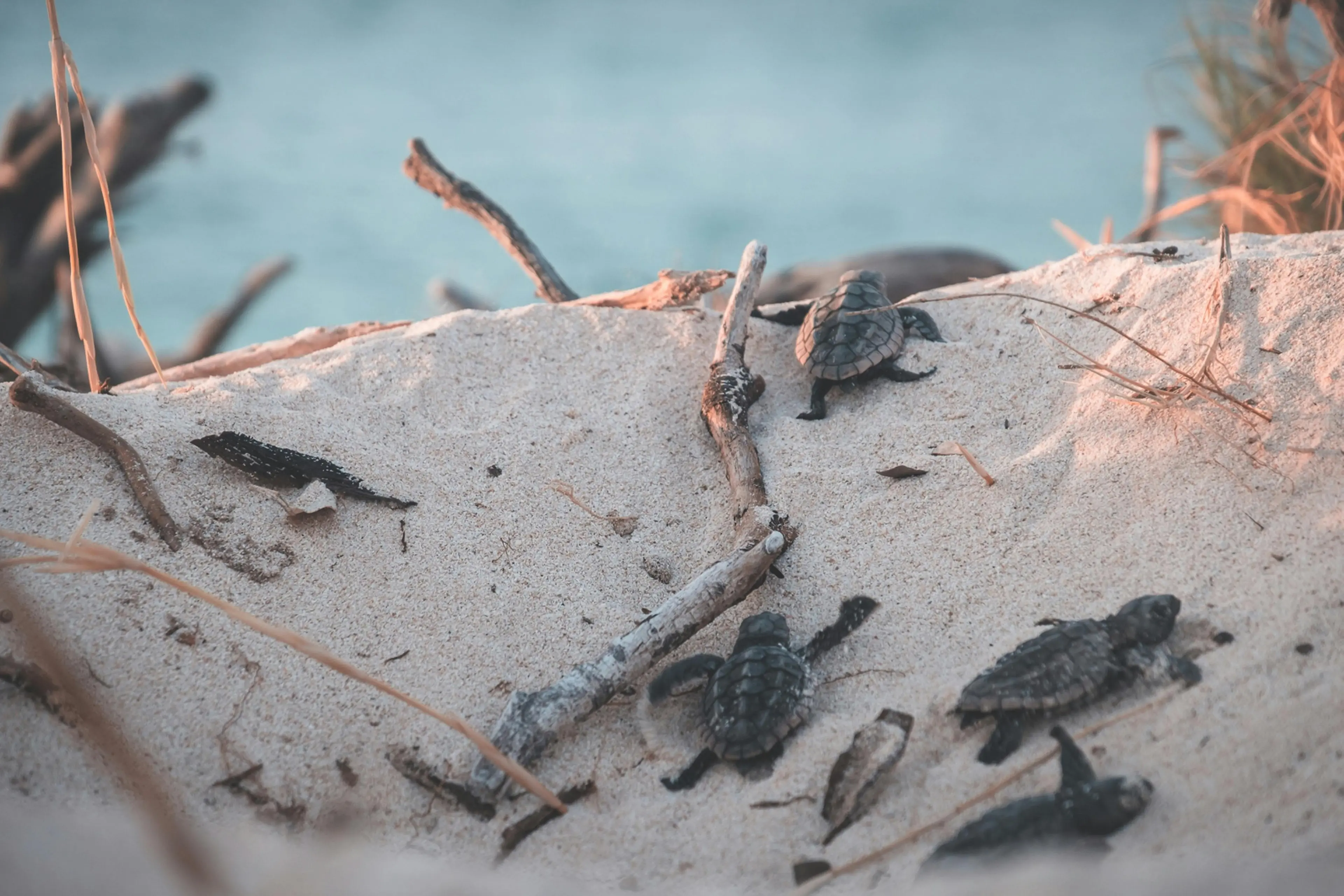 Ruspe sulle spiagge calabresi, il Wwf:\u00A0«A rischio la nidificazione di uccelli e tartarughe marine»\u00A0\n