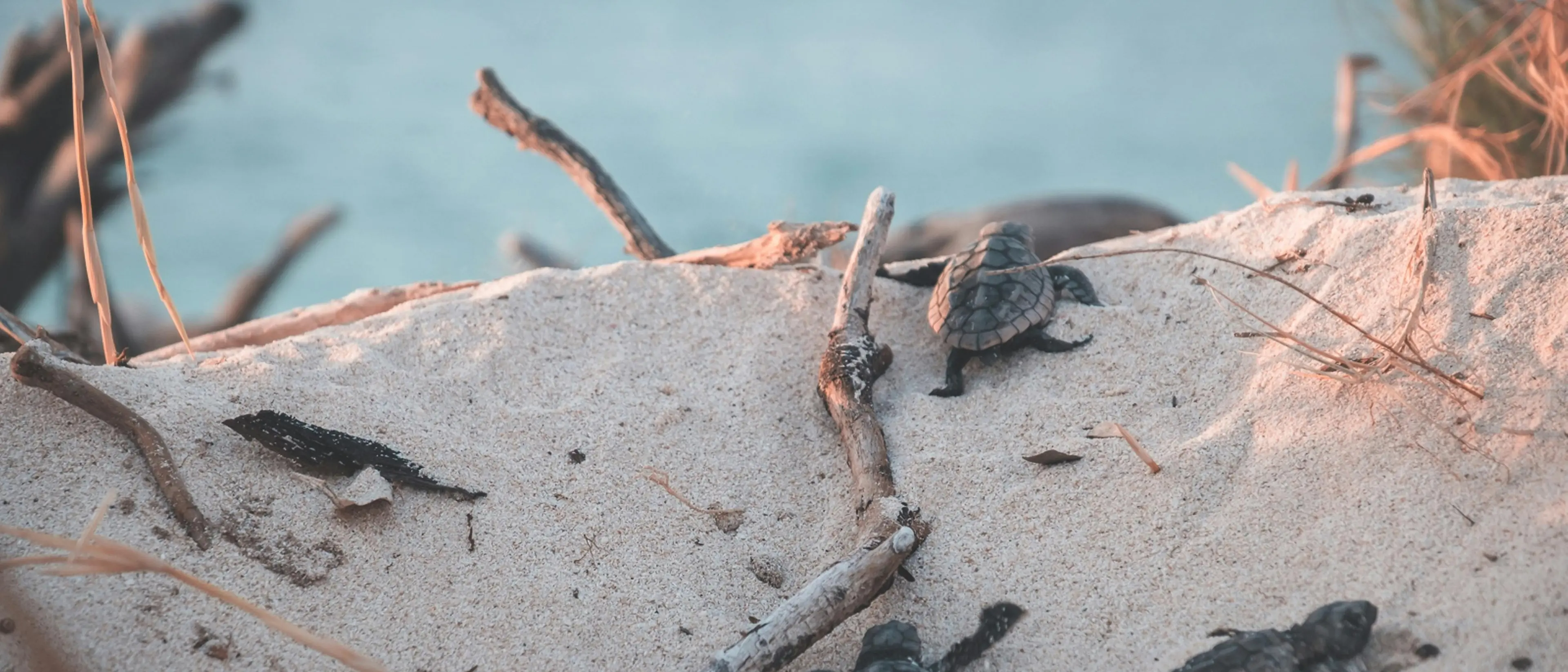 Ruspe sulle spiagge calabresi, il Wwf:\u00A0«A rischio la nidificazione di uccelli e tartarughe marine»\u00A0\n