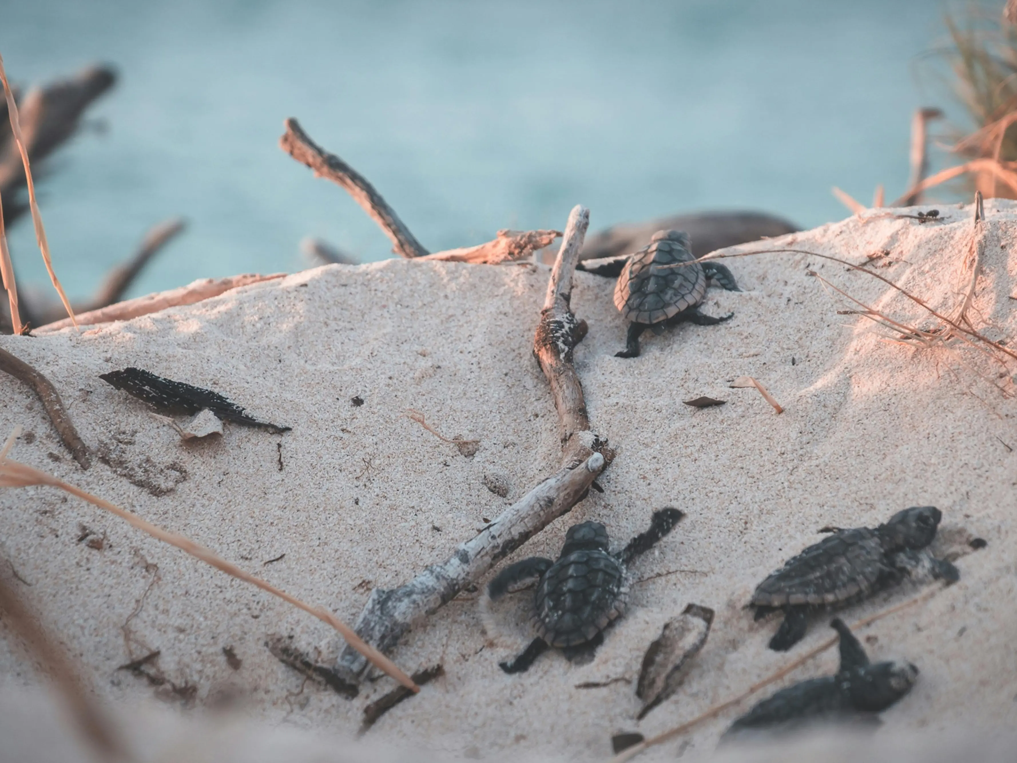 Ruspe sulle spiagge calabresi, il Wwf: «A rischio la nidificazione di uccelli e tartarughe marine»