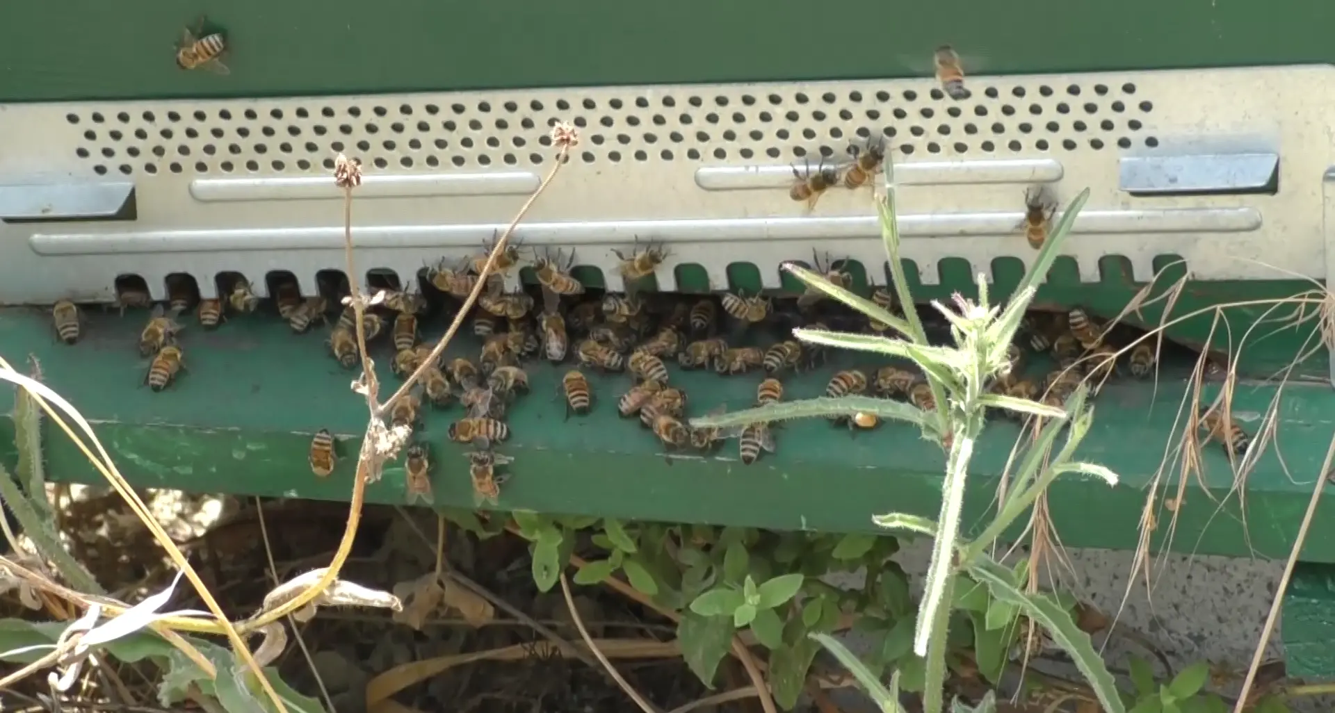 Le api\u00A0in Calabria stanno bene, ecco perché «vanno difese e tutelate». Regione pronta a sostenere il comparto\n