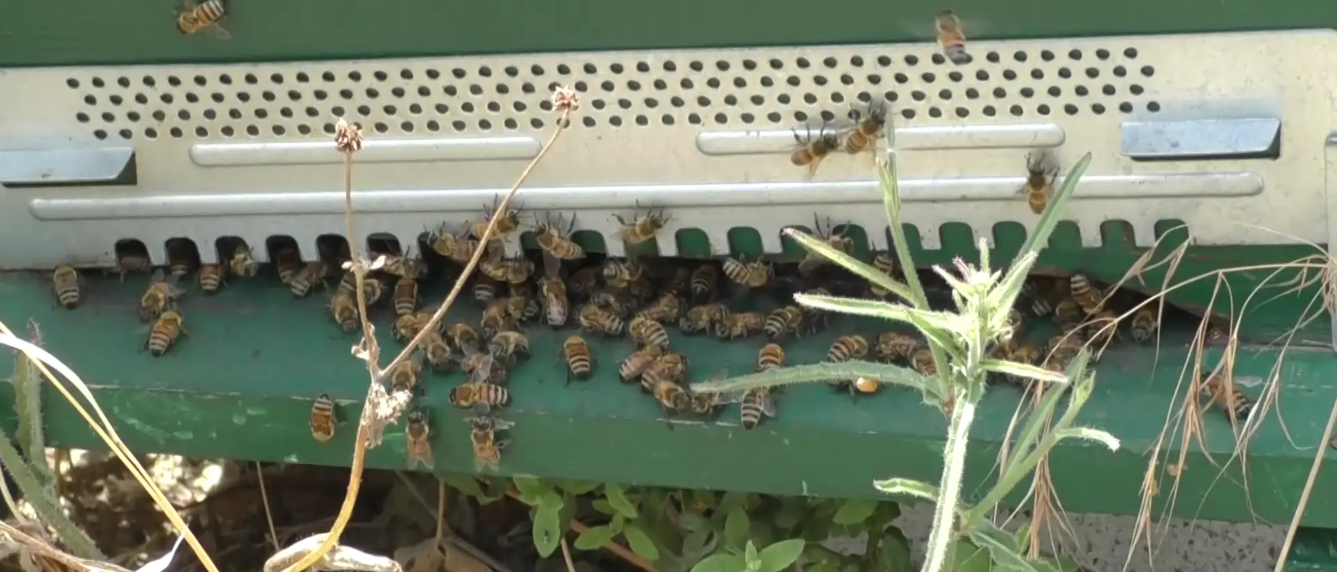 Le api\u00A0in Calabria stanno bene, ecco perché «vanno difese e tutelate». Regione pronta a sostenere il comparto\n