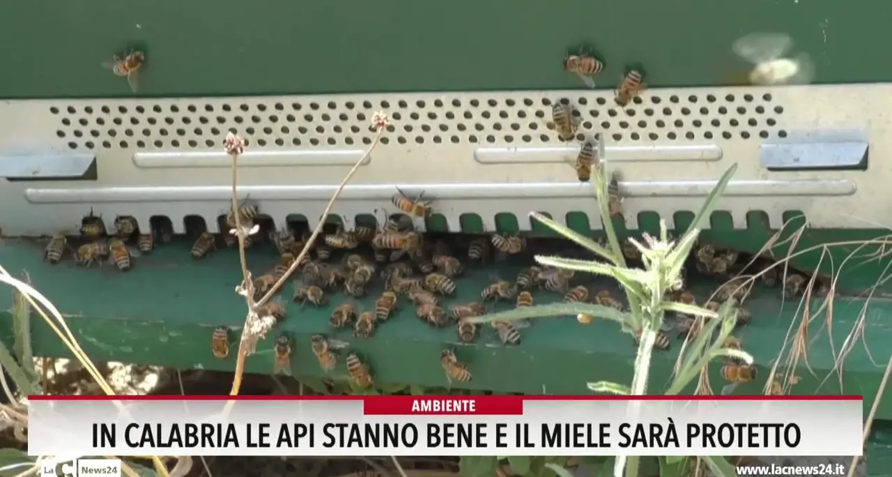 In Calabria le api stanno bene e il miele sarà protetto
