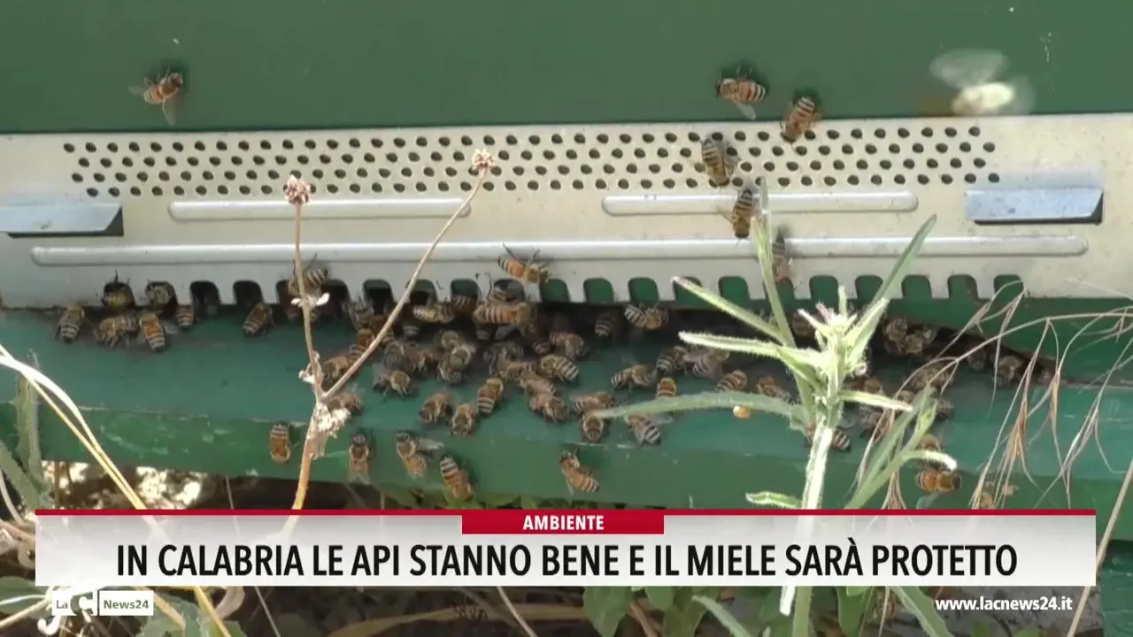 In Calabria le api stanno bene e il miele sarà protetto