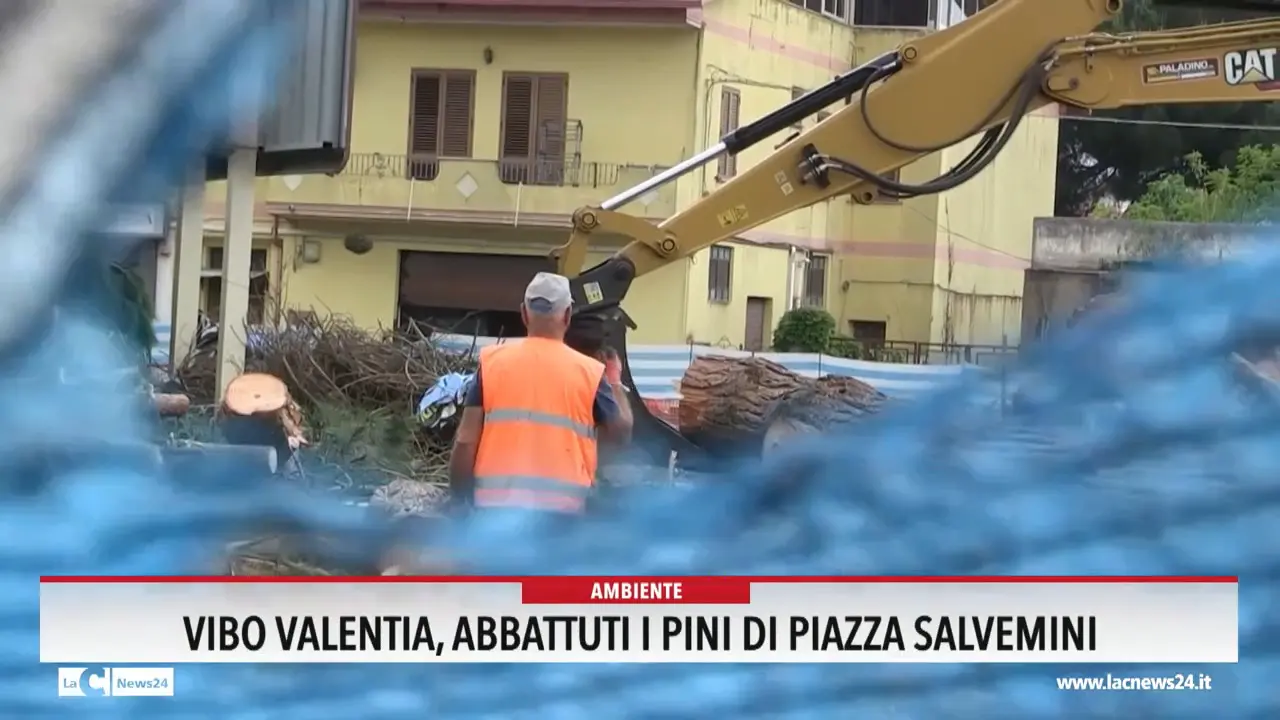 Vibo Valentia, abbattuti i pini di piazza Salvemini