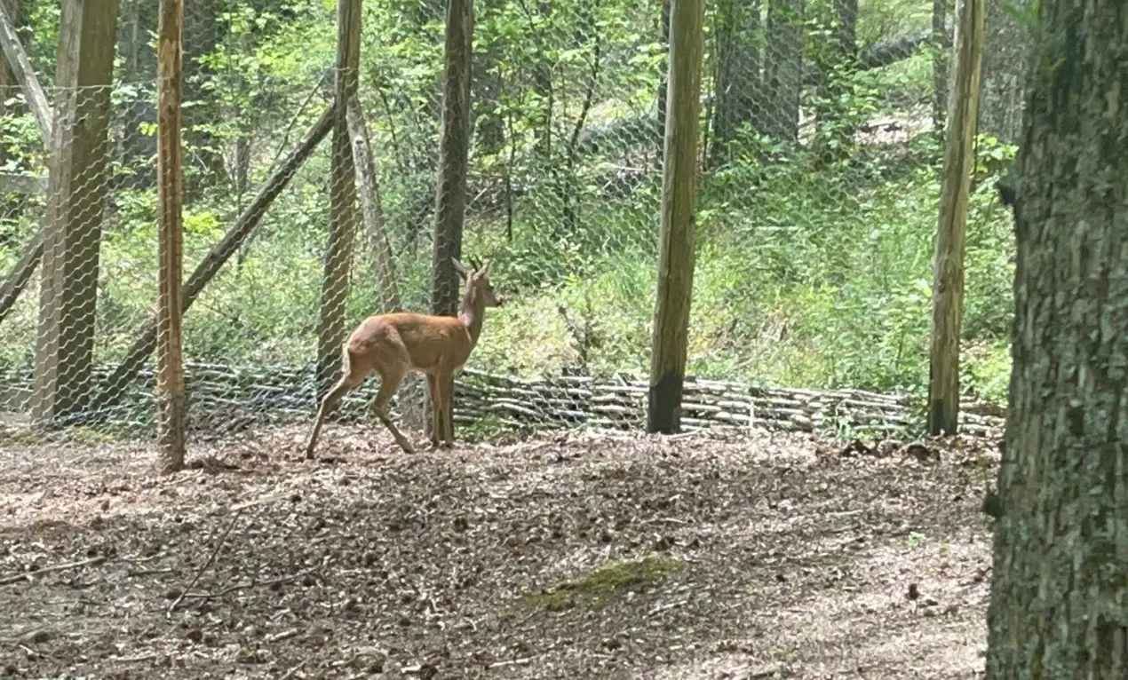 Mongiana, il capriolo torna a popolare i boschi del sentiero faunistico di Villa Vittoria