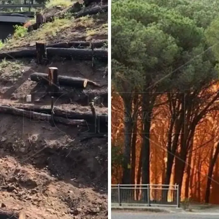 Catanzaro, al via i lavori per il recupero della pineta di Siano distrutta da un incendio ad agosto 2021