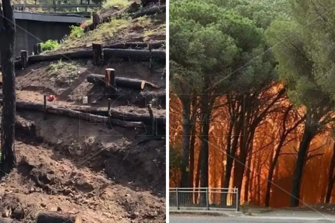 Catanzaro, al via i lavori per il recupero della pineta di Siano distrutta da un incendio ad agosto 2021