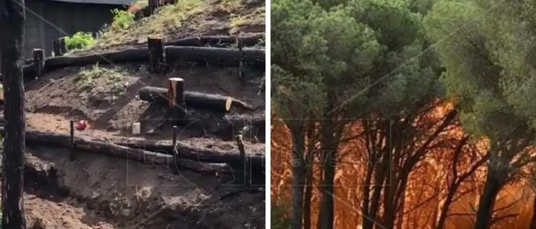 Catanzaro, al via i lavori per il recupero della pineta di Siano distrutta da un incendio ad agosto 2021