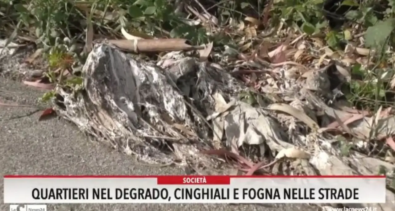 Quartieri nel degrado: cinghiali e fogna nelle strade