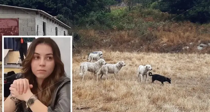 Sbranata dal branco nel Soveratese, l'appello conferma la condanna a tre anni per il proprietario dei cani\n
