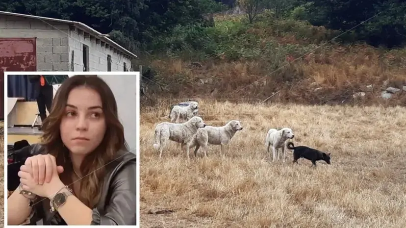 Sbranata dal branco nel Soveratese, l'appello conferma la condanna a tre anni per il proprietario dei cani\n
