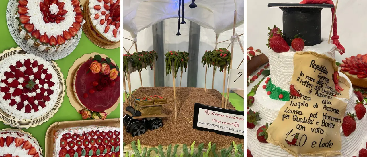La dolcezza della tradizione: Acconia e il suo orgoglio per la Festa della Fragola\n