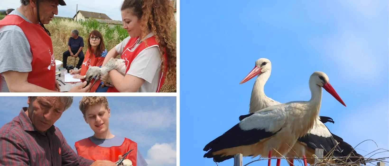La Lipu compie 60 anni, i piccoli di cicogna bianca battezzati con i nomi di chi ne ha fatto la storia\n
